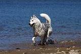 SIBERIAN HUSKY 604